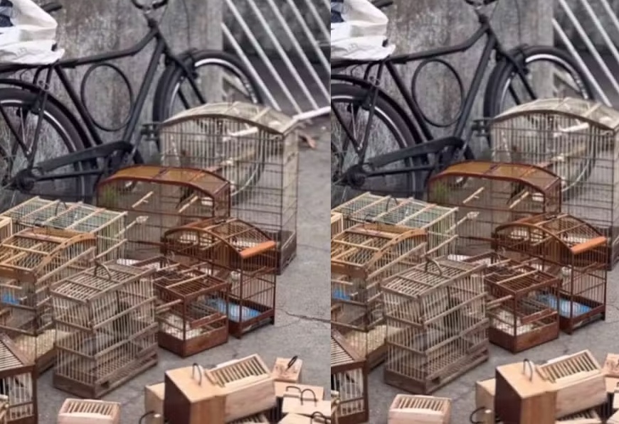 Polícia resgata quase 80 animais silvestres vendidos ilegalmente Feira de Santana