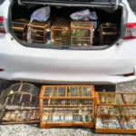 PRF resgata 10 aves silvestres em Antônio Cardoso