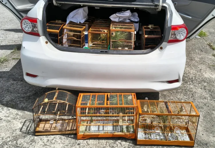 PRF resgata 10 aves silvestres em Antônio Cardoso