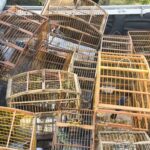 Mais de 140 aves silvestres são resgatadas de cativeiro ilegal em operação na Bahia