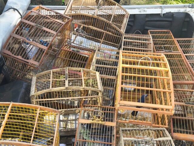 Mais de 140 aves silvestres são resgatadas de cativeiro ilegal em operação na Bahia