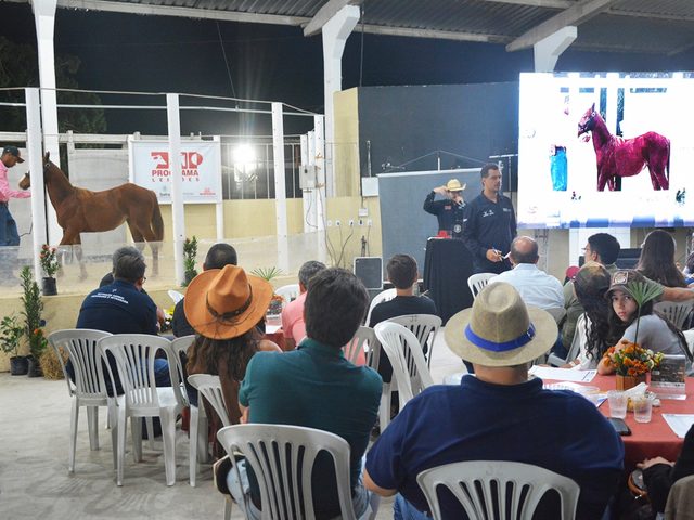47ª Expofeira: Leilão de cavalos Quarto de Milha teve média de R$ 35 mil por animal
