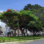 Feira de Santana é selecionada em edital federal e receberá recursos para ampliar arborização urbana