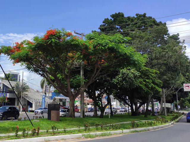 Feira de Santana é selecionada em edital federal e receberá recursos para ampliar arborização urbana