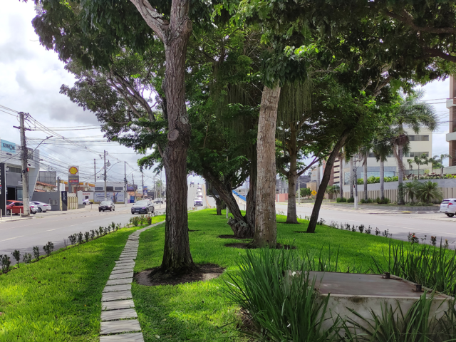 Feira de Santana é selecionada em edital federal e receberá recursos para ampliar arborização urbana