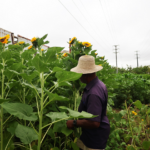 Produção de flores e hortaliças fortalece agricultura familiar em Feira de Santana