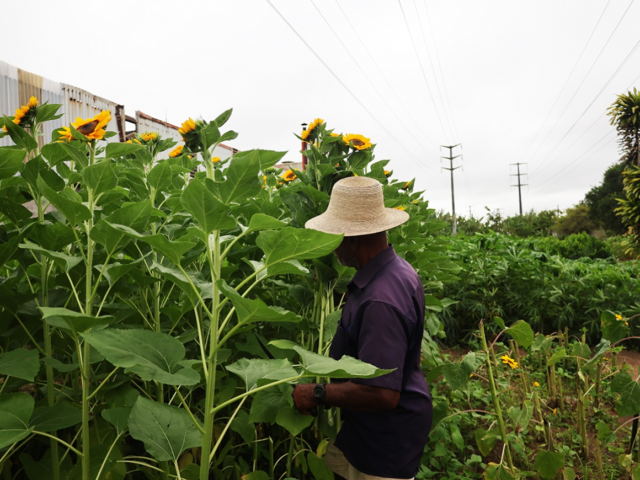 Produção de flores e hortaliças fortalece agricultura familiar em Feira de Santana